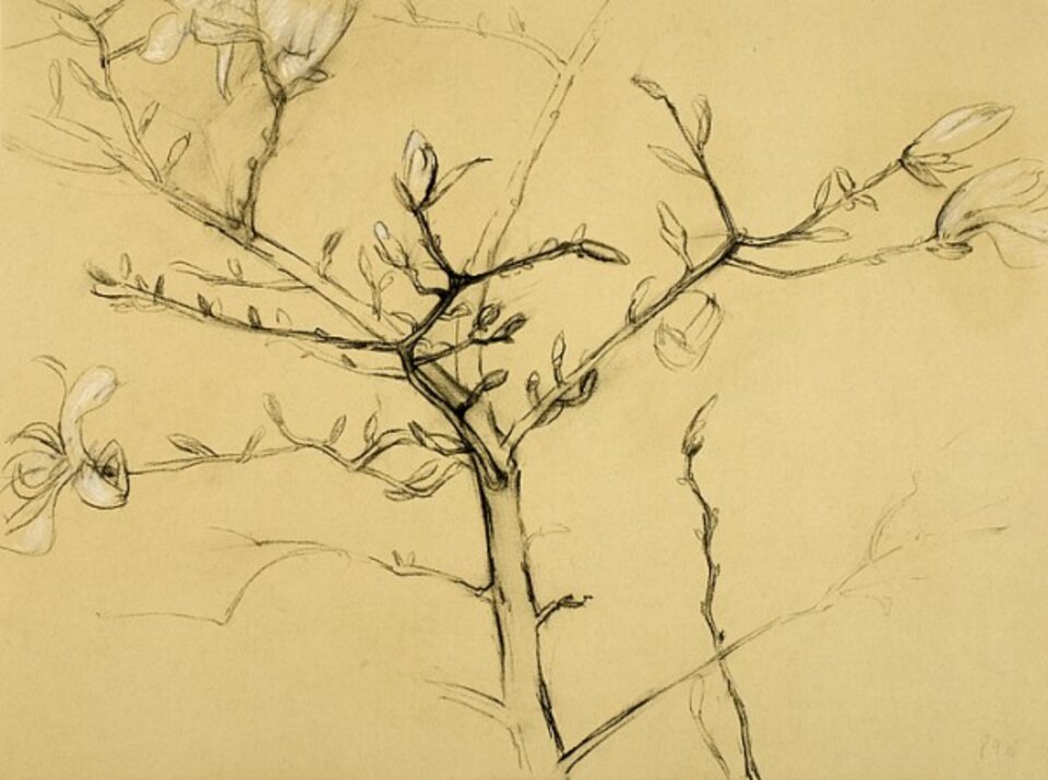 Anita Voigt: Sternmagnolie