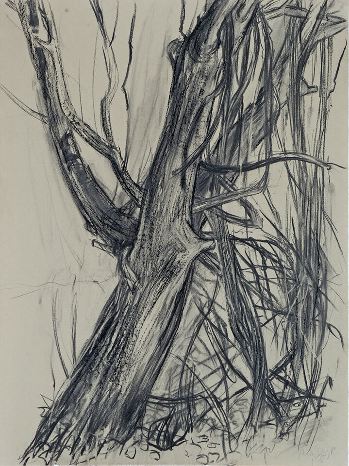 Anita Voigt: Waldrebe am Baum