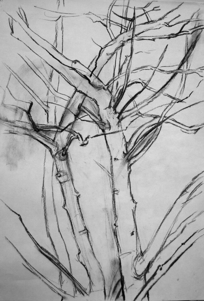Anita Voigt: Sternmagnolie im Januar