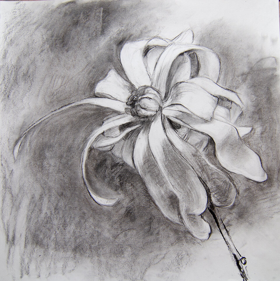 Anita Voigt - Magnolia 2