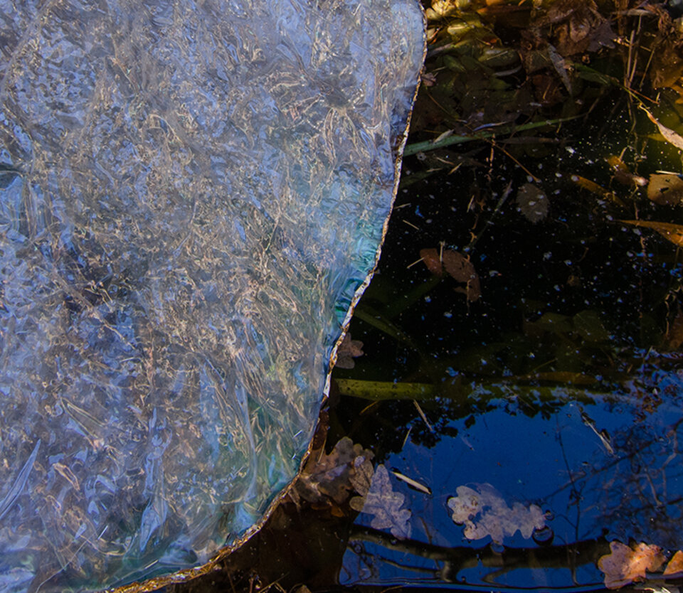 Anita Voigt - Margaritifera Margaritifera, Projekt Flußperlmuschel Detail II
